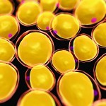 Stem cells from fat tissue show promise in reconstructive surgeries for face and skull