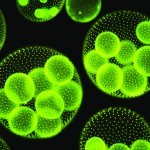 Recent trends in medical skincare and the skincare dispensing market