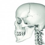Gelling scaffolds developed to regenerate craniofacial bone