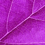 ‘Molecular scaffolding’ discovered that maintains skin structure and organisation