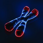 Telomeres: ageing and longevity
