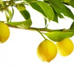 The effects of topical vitamin C on the skin