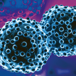 The Influence of food on cancer and ageing – an overview