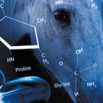 Skin rejuvenation with equine collagen type 1