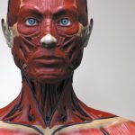 Myomodulation, The Mechanoreceptor-filler Hypothesis