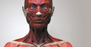 Myomodulation, The Mechanoreceptor-filler Hypothesis