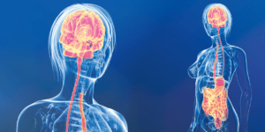 The Gut-Brain Axis and Skin Ageing