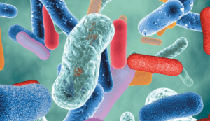 gut microbiota and human health